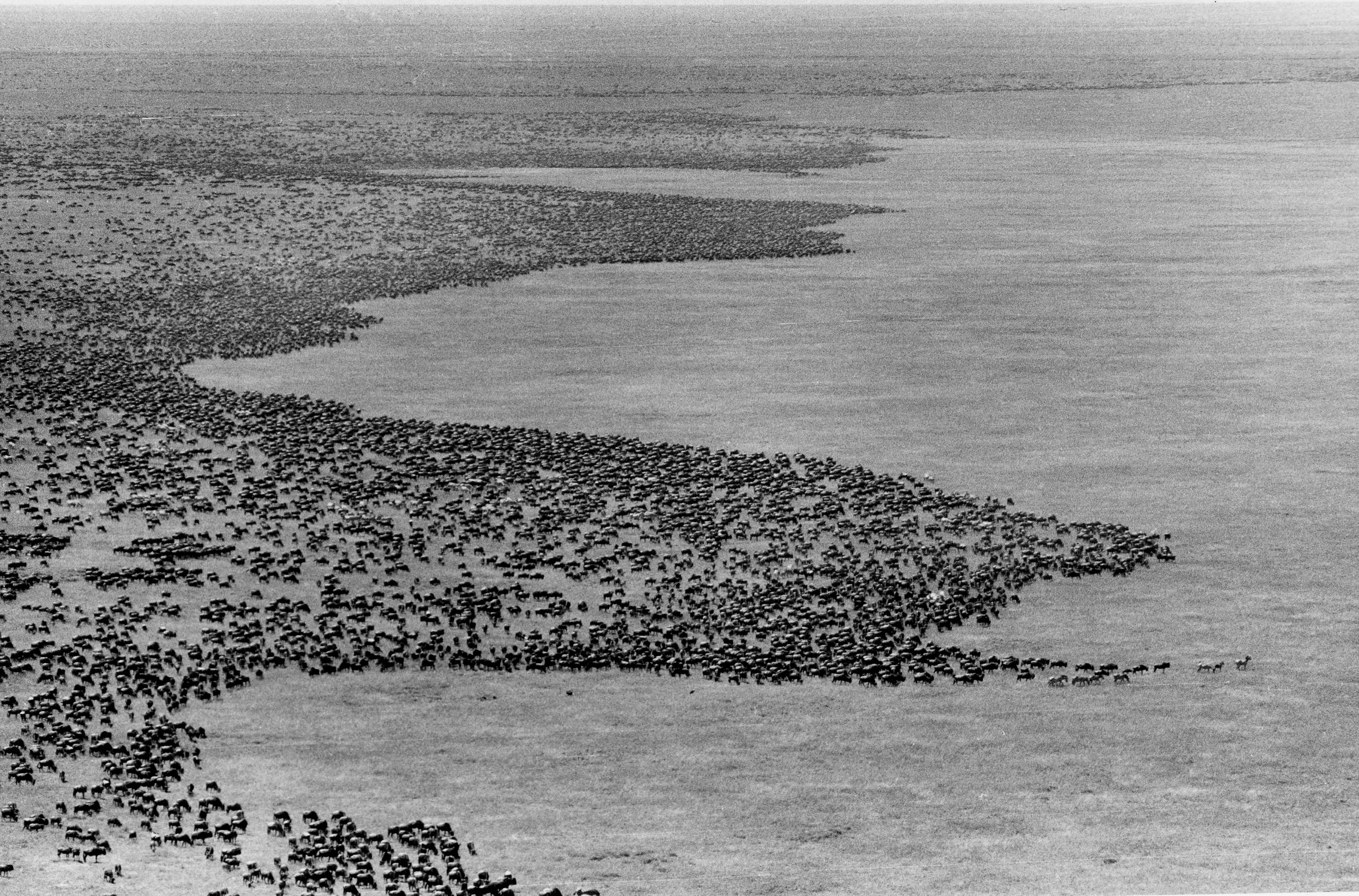 Wildebeest herds in the Serengeti. 
